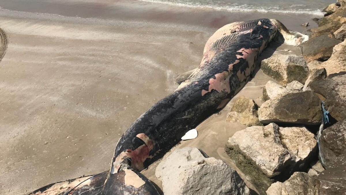 Dead whale washes up on Ras Al Khaimahs shores