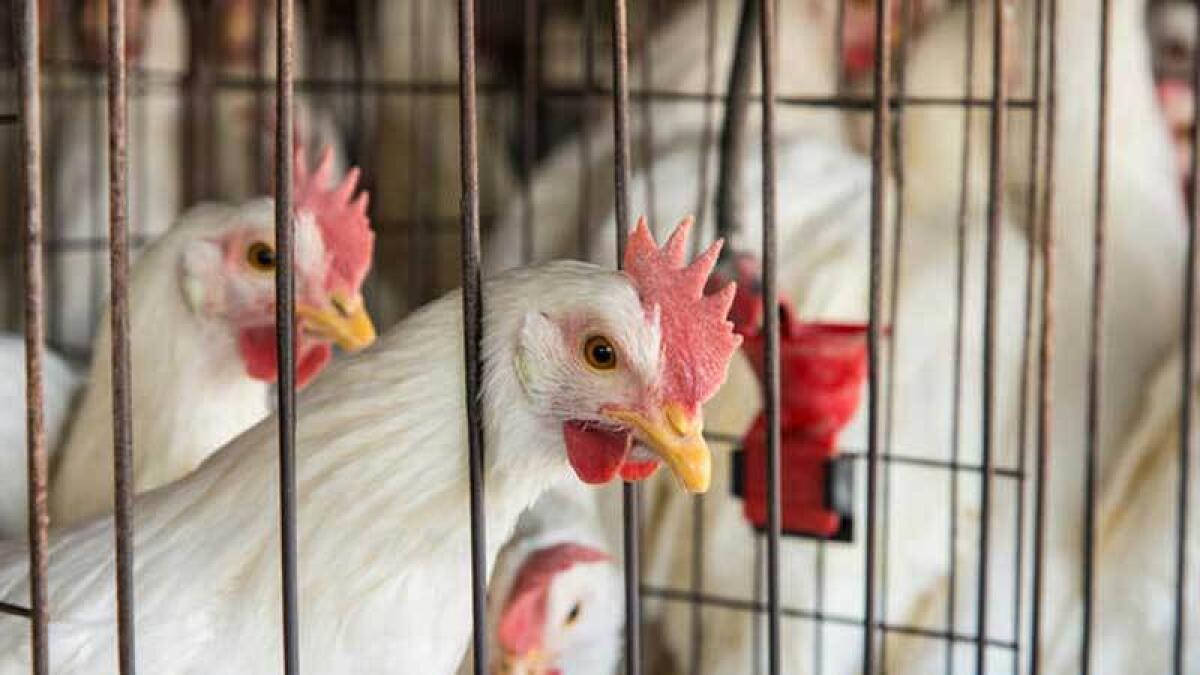 Crowded poultry farms could be breeding superbugs in Punjab, finds the new study.