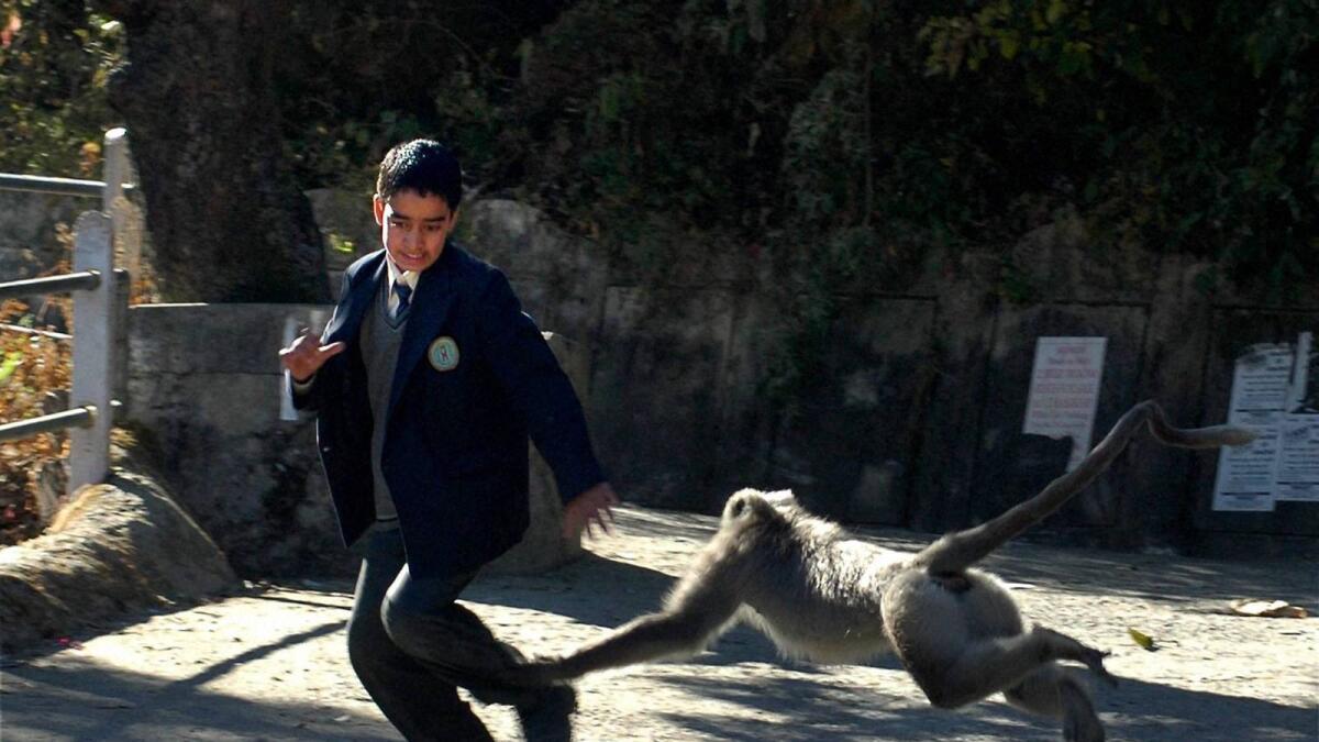 A Langur monkey tries to bite a school boy in Shimla.