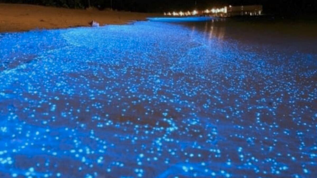 Bioluminescence, Chennai beach, Blue glowing water, India