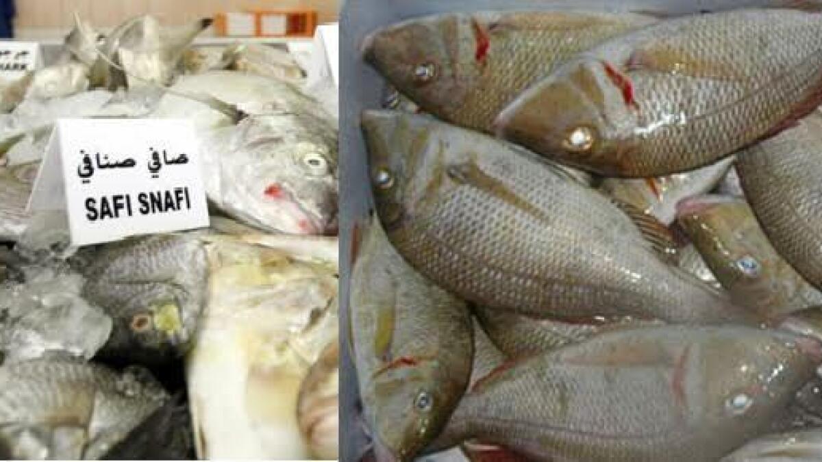 Banned Sheri, Safi fish seized from Ras Al Khaimah shop