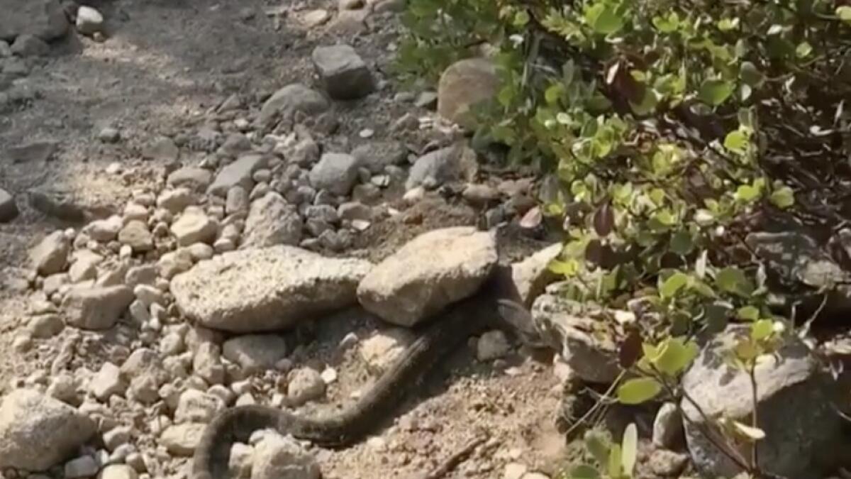 Video: Sheikh Hamdan encounters bear, snake on mountain trek