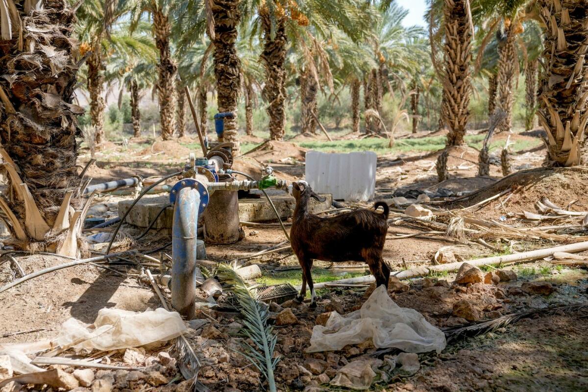 A goat drinks water from an artesian well at a Palestinian farm in the village of Jiftlik in the Jordan Valley Monday, Aug.7, 2023. -- AP