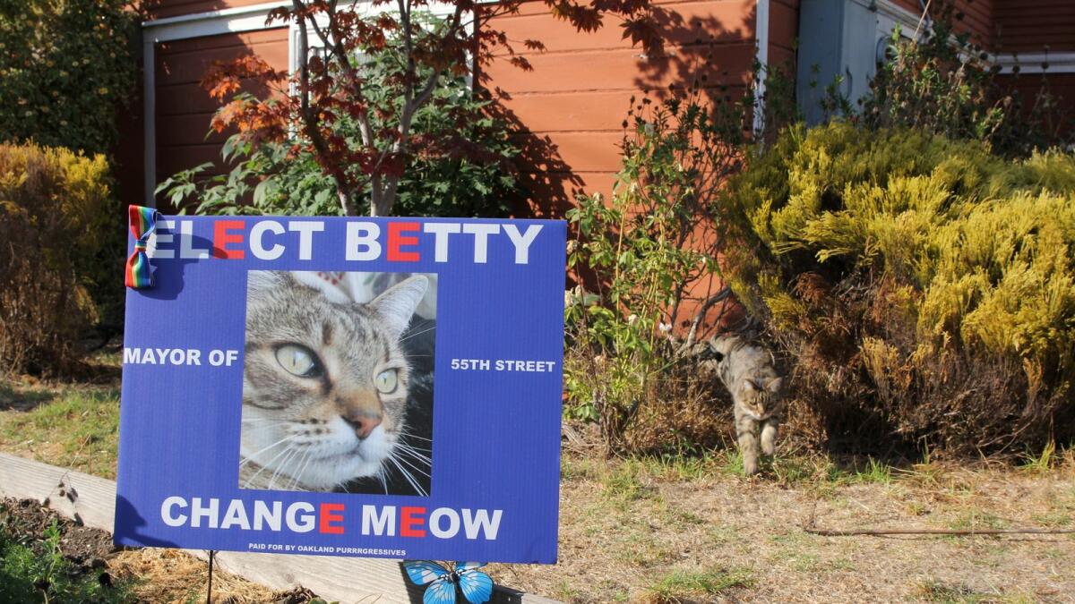 A campaign sign for Betty, a 10-year-old Tabby whose slogan is 'Change Meow' is seen in a yard in Oakland, California, on October 28, 2020.