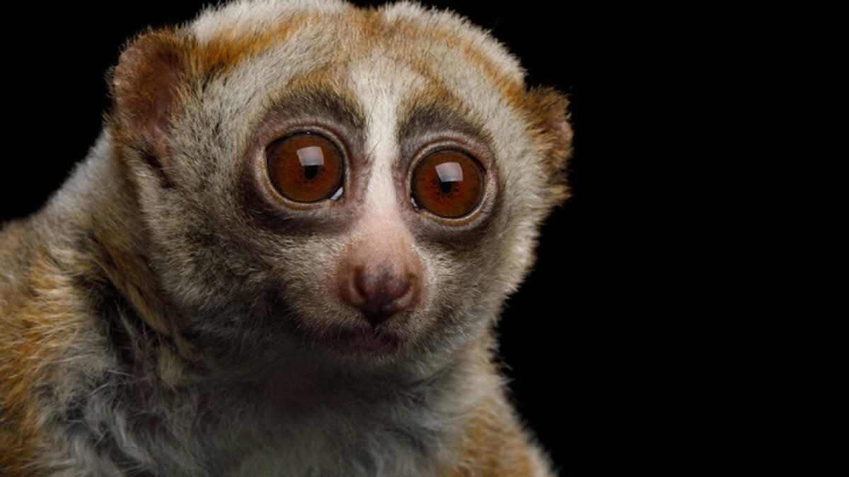 Rescued from Dubai street, nearly extinct Loris finds new home