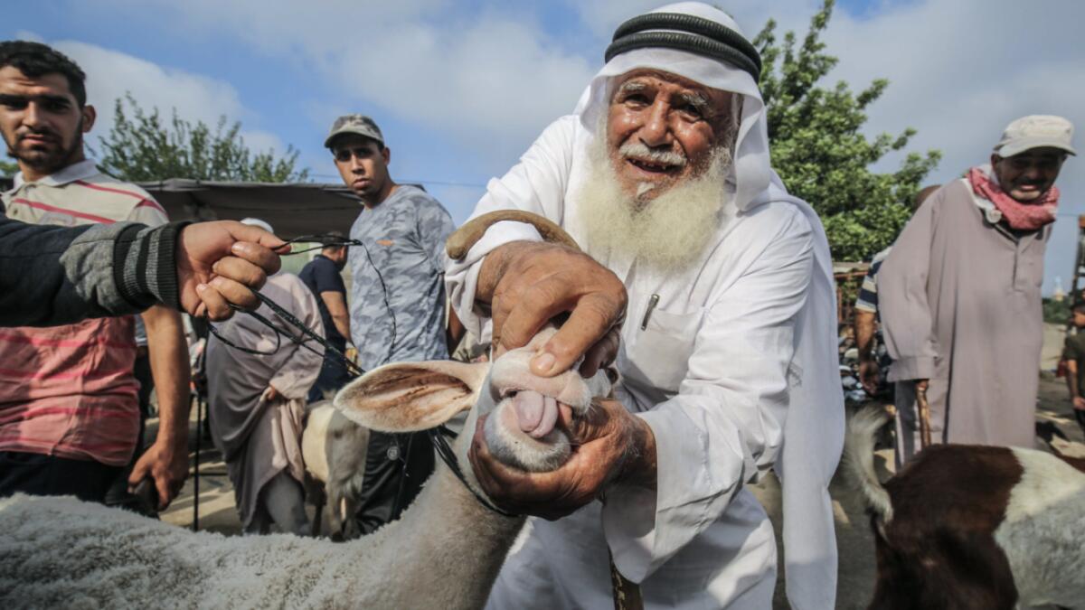 An elderly Palestinian man inspects a sheep at a livestock market in Rafah city as Muslims prepare for the sacrificial Eid Al Adha feast. Photo:  AFP