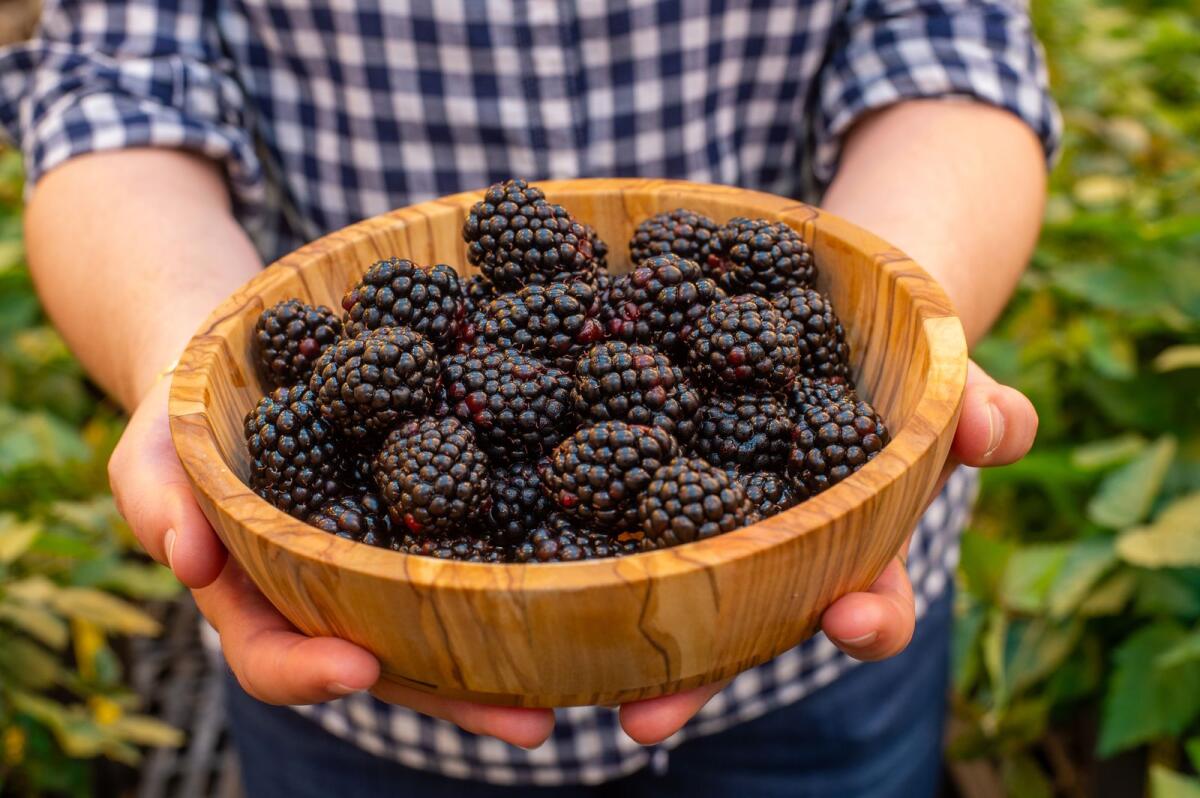 Blackberries from Pairwise, a company that uses gene-editing technology to create new breeds of plants, in Durham, N.C., September 13, 2023. Pairwise hopes to create a seedless blackberry that grows on compact, thorn-free bushes. —Kate Medley/The New York Times)