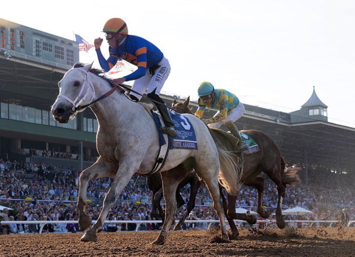 Breeders' Cup Classic winner White Abarrio is the favo0urite for the $20m Saudi Cup. - Instagram