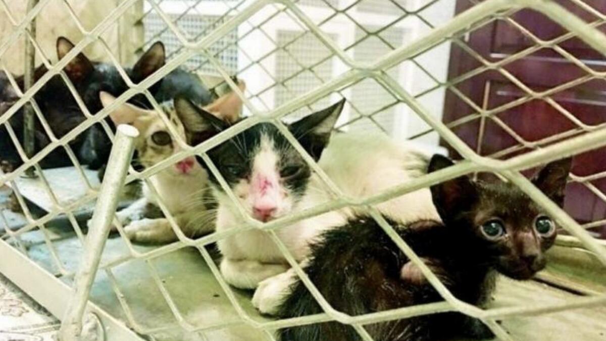 Arab woman to be deported from UAE for mistreating 40 cats