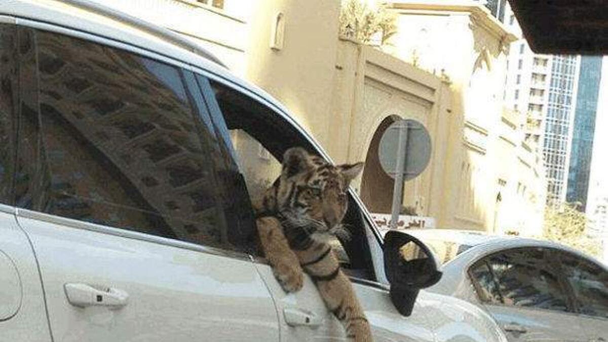 This picture of a tiger driving around in a 4WD, went viral when it was put online a few years back.