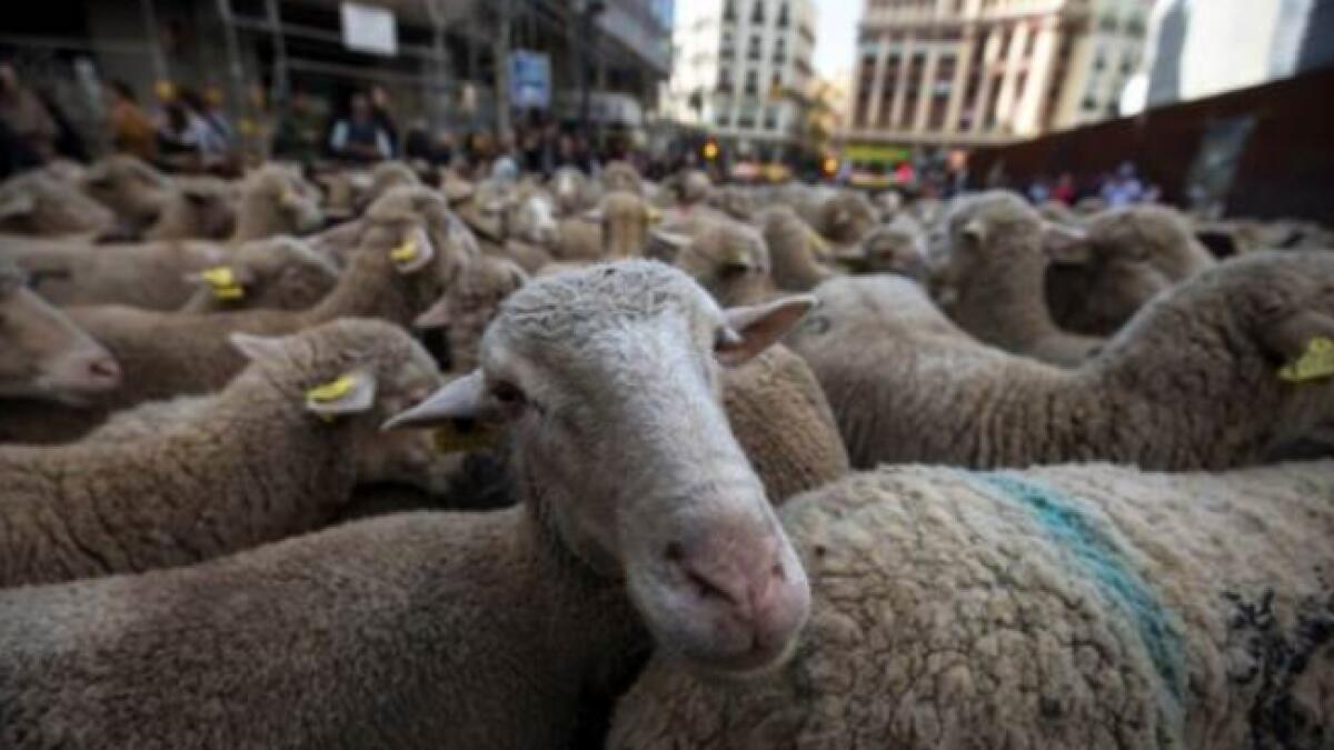 Duo steals sacrificial sheep before Eid Al Adha in UAE