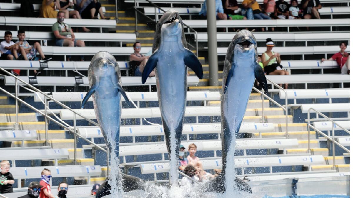 Guests watch as dolphins leap from the water during a show at SeaWorld as it reopened with new safety measures in place, in Orlando, Fla. The park had been closed since mid-March to stop the spread of the coronavirus. Photo: AP
