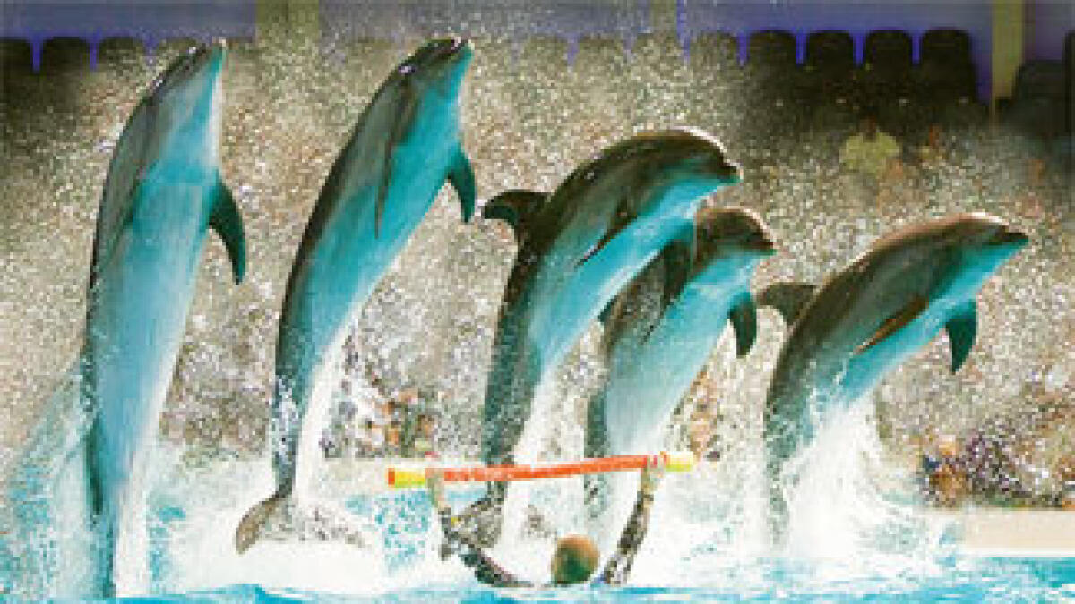 Dubai Dolphinarium to open mirror maze