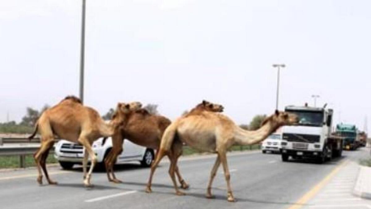 121 stray animals confiscated, 19 shepherds fined in RAK