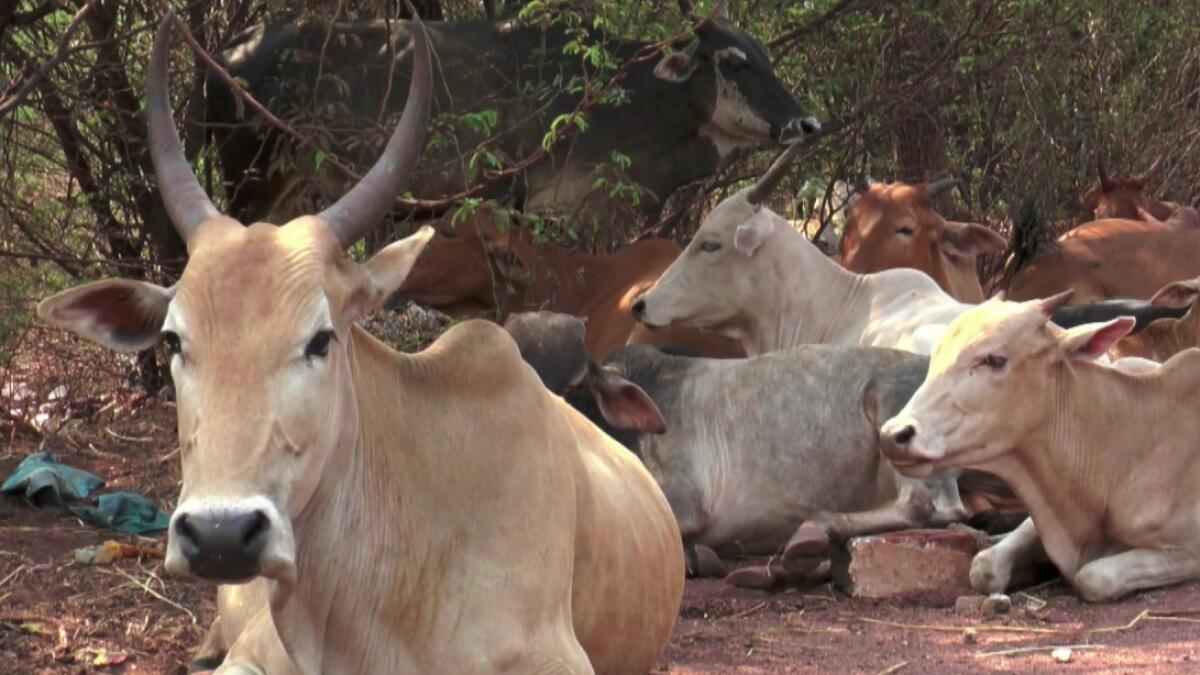 indian cow, milk, gold, yellow milk, BJP leader, Dilip Ghosh