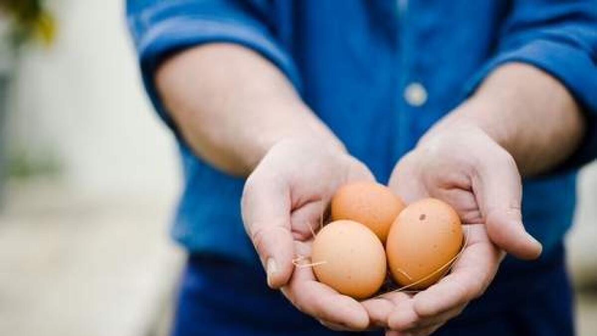 UAE bans eggs, meat products from Russia