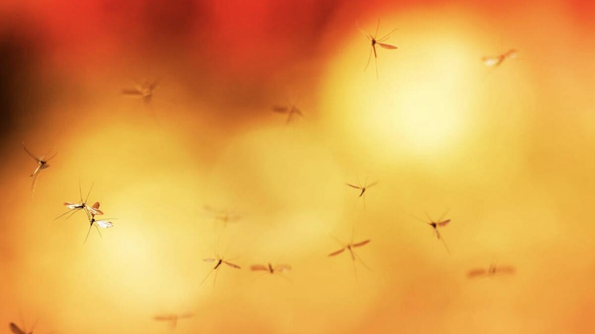 Mosquitoes, flies, rodents, most common pests, Abu Dhabi