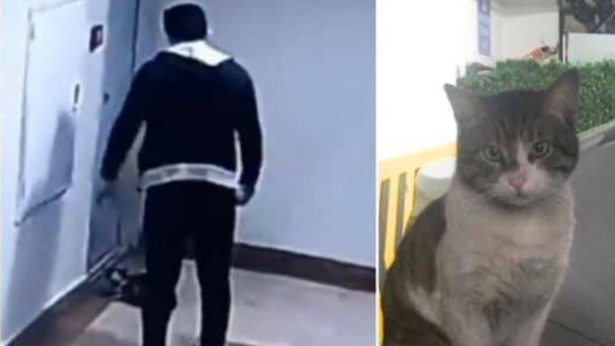 A poster shared on social media shows a screengrab from he CCTV video of Ibrahim's assault on the cat and a picture of Eros. — Courtesy: Twitter