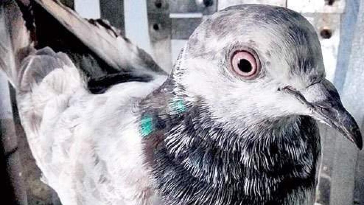 India probe into use of 153 Pakistani spy pigeons