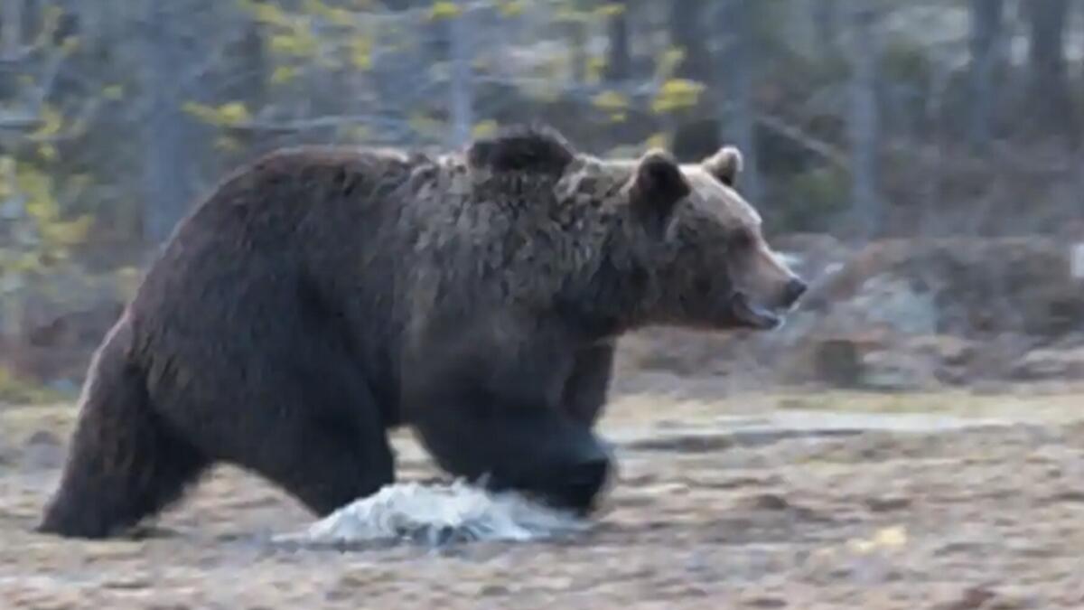 Woman punches bear, gets help from dog to survive attack