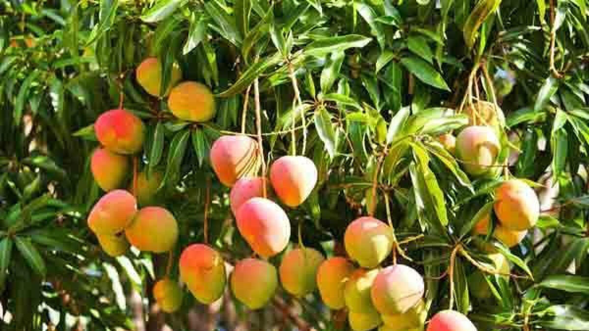 Amrapali mangoes from India head to Dubai