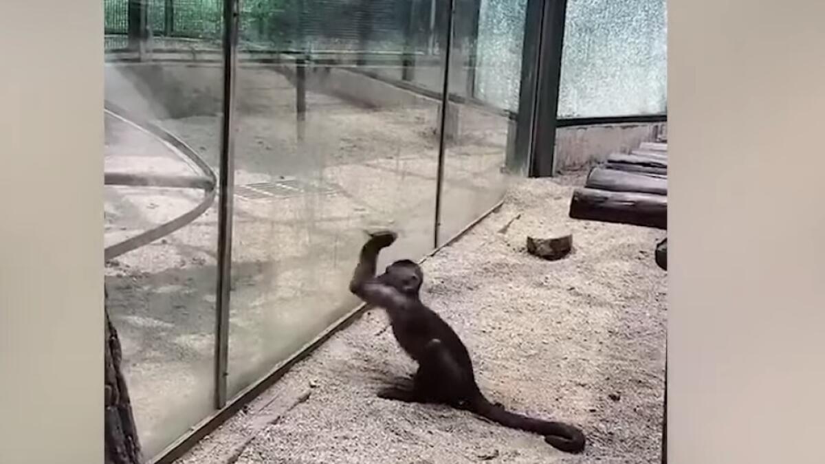 Video: Monkey tries to escape zoo by breaking glass with rock