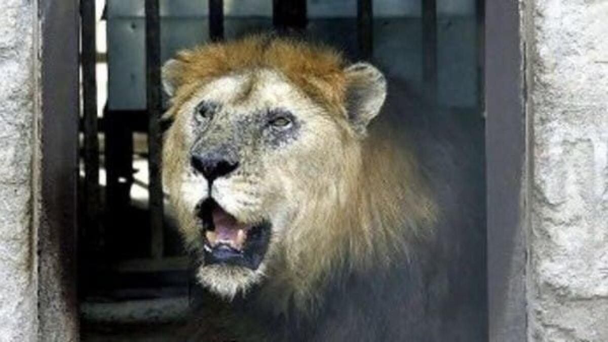 Pakistani officials, probe, Islamanad zoo, deaths, animals, lions, ostriches