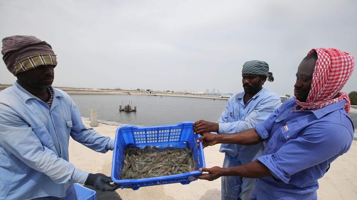 UAEs only shrimp farm casts a wide net