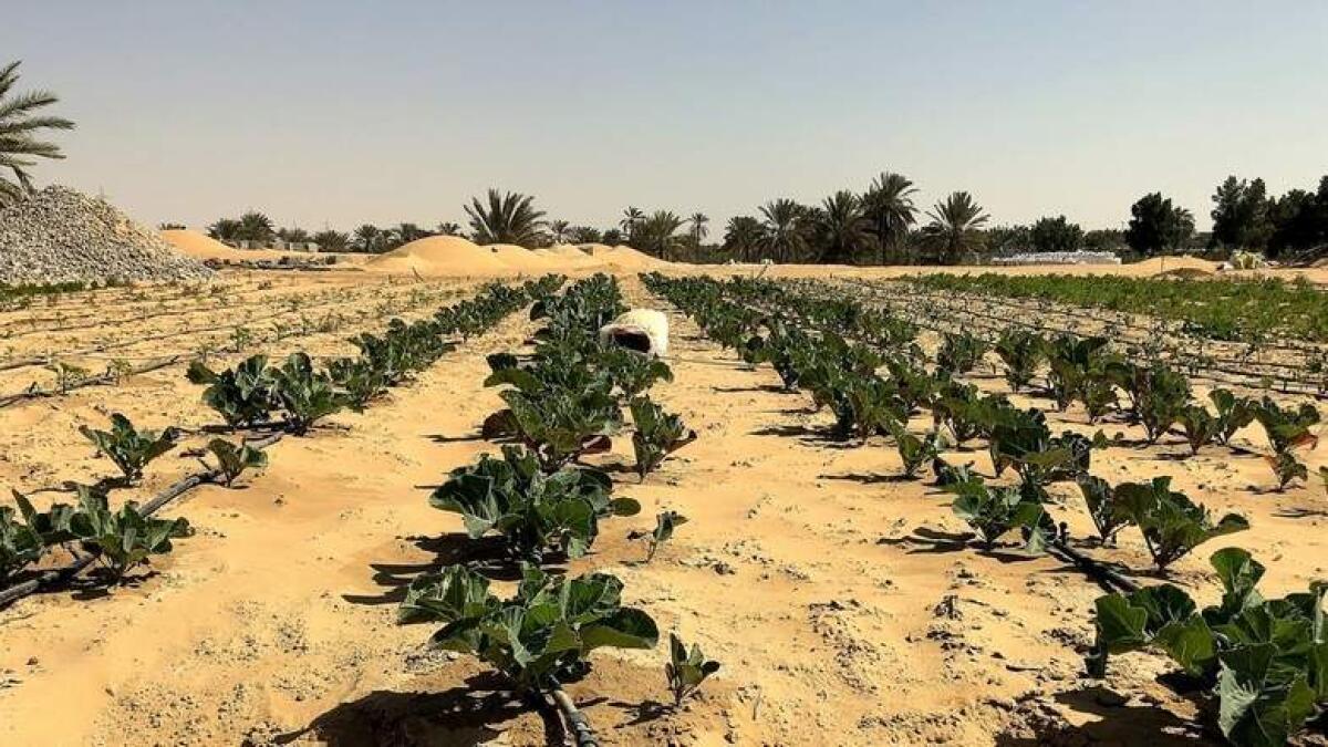 Sheikh Mohamed approves Dh1 billion incentives to create global AgTech centre