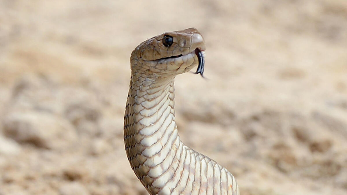Deadly brown snake bite kills girl in Australia