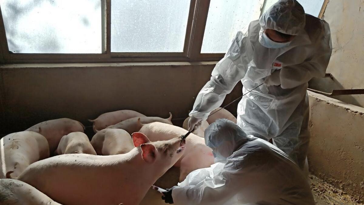 China, warns, new pandemic, flu virus