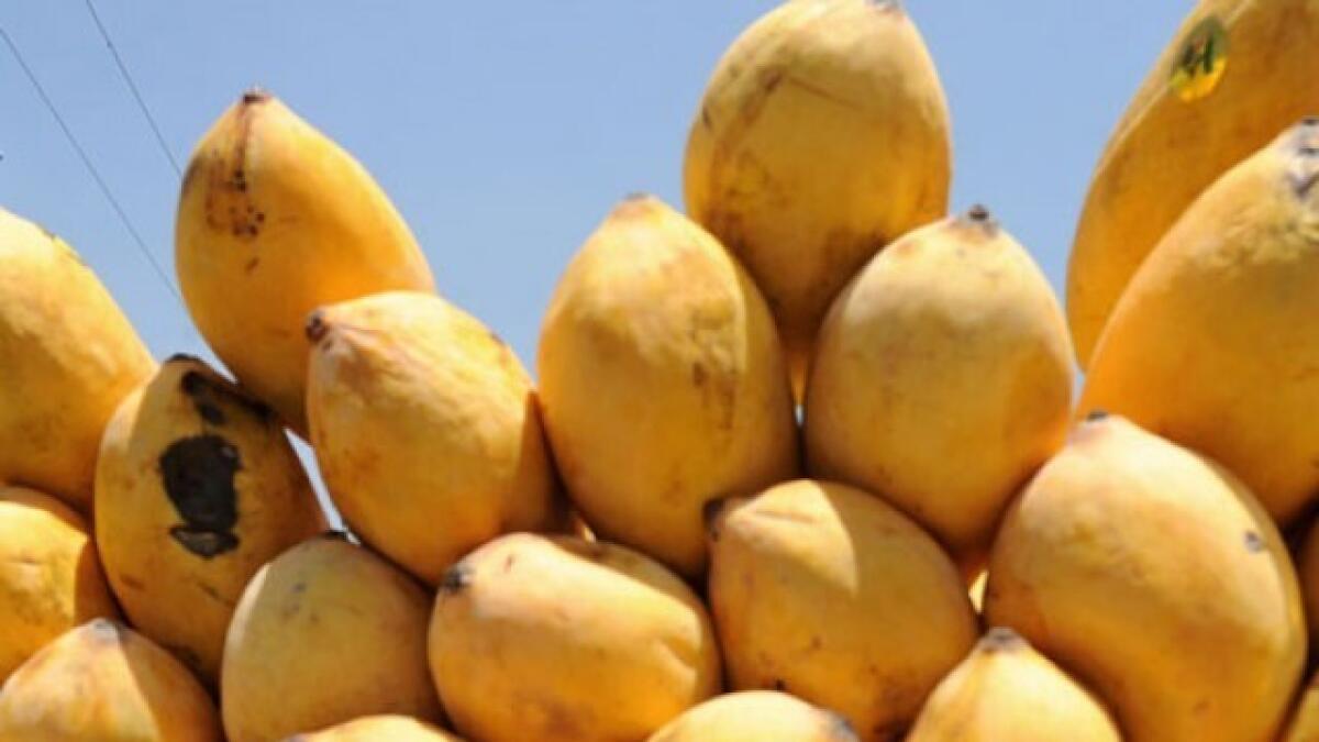 The UAE, especially Dubai, is one of the biggest markets for Pakistani mangoes.