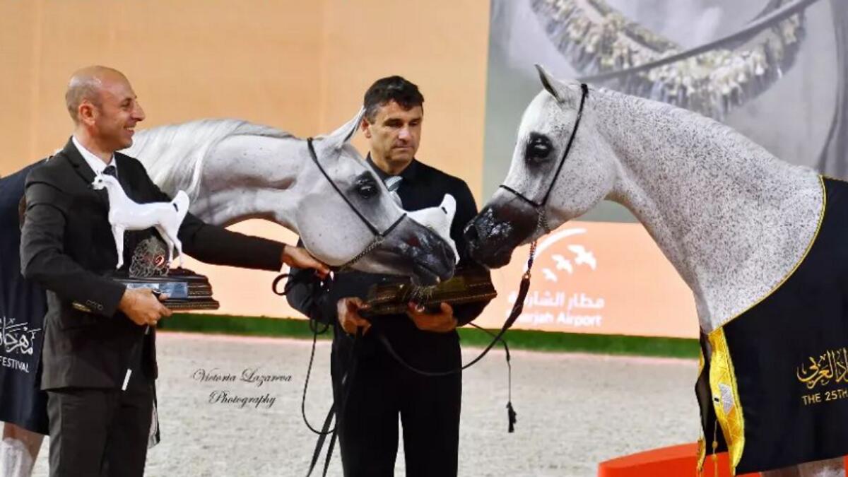 D Aziza (right) was declared Gold Champion at the Sharjah International Arabian Horse Festival 2024 with AJ Sajwas winning silver. - Instagram