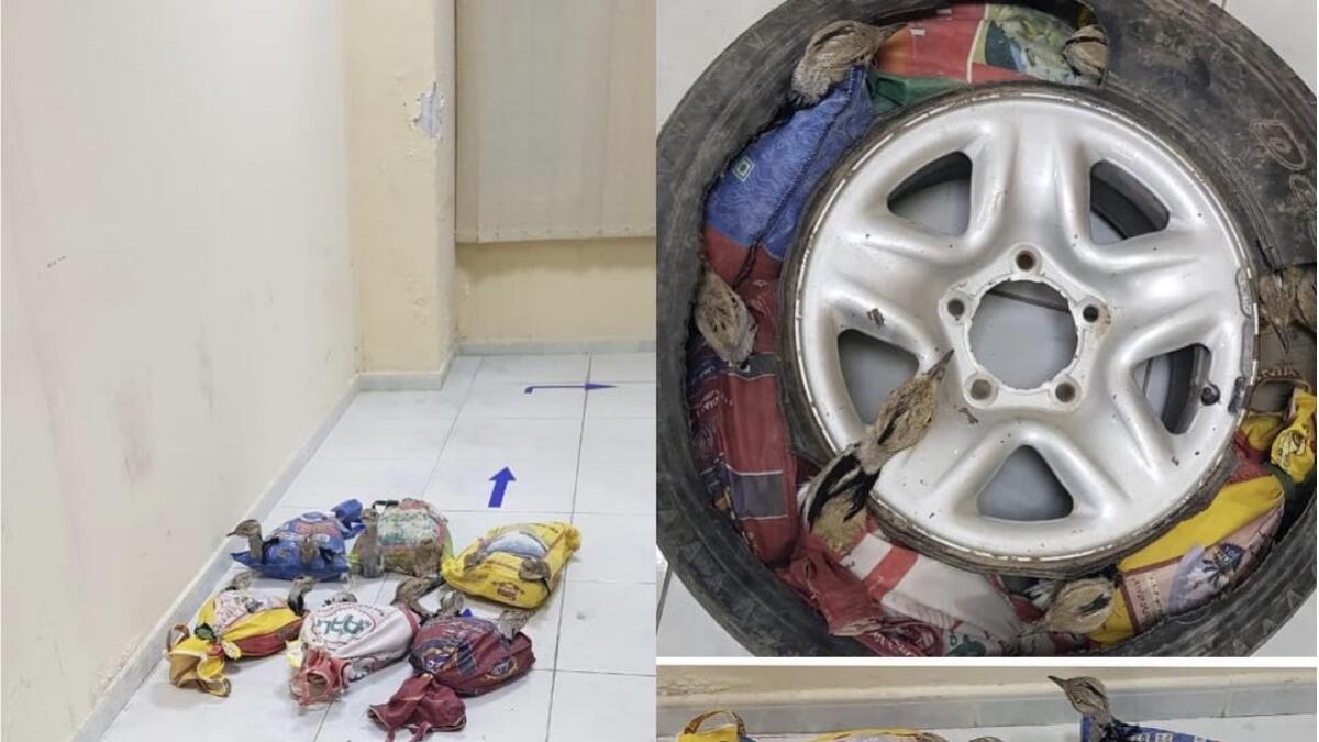 Smugglers in UAE slice open spare tyre, stuff 12 birds inside 