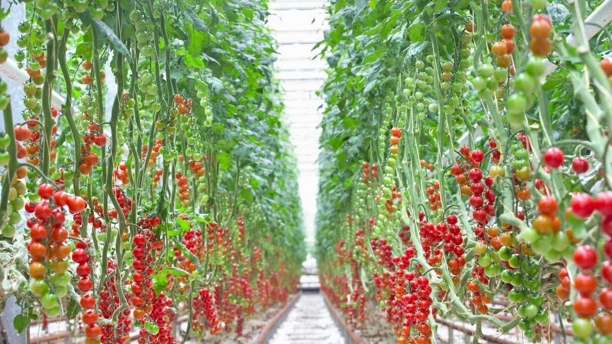 Commercial-scale, indoor, tomato farm, open, Abu Dhabi, farming facility, 