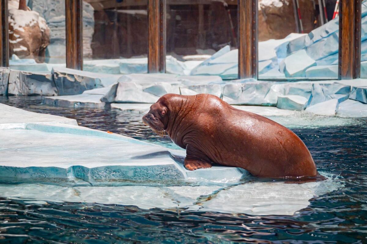 A walrus looks at the camera in the Arctic realm at SeaWorld Abu Dhabi.