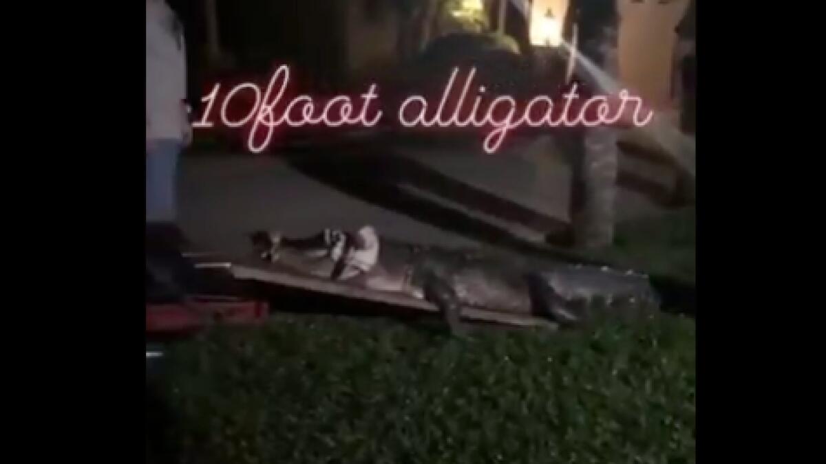 Video: Woman terrified to find 10-ft alligator knocking on her  door