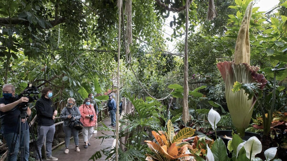 A Titan Arum flower plant (Amorphophallus titanum) is in bloom since the day before at the privately owned Pairi Daiza zoo and botanical garden, in Brugelette.  It takes several years for the plant, which is also known for it's strong smell, to make one single flower blossom. Photo: AFP