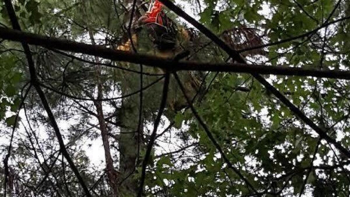 Video: Skydiver rescued after spending hours stuck in tree 