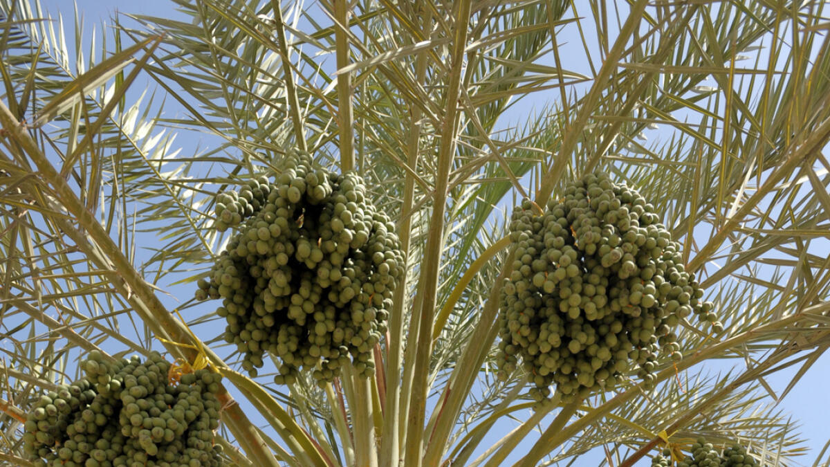 Tallest date palm contest to recognise farming skills