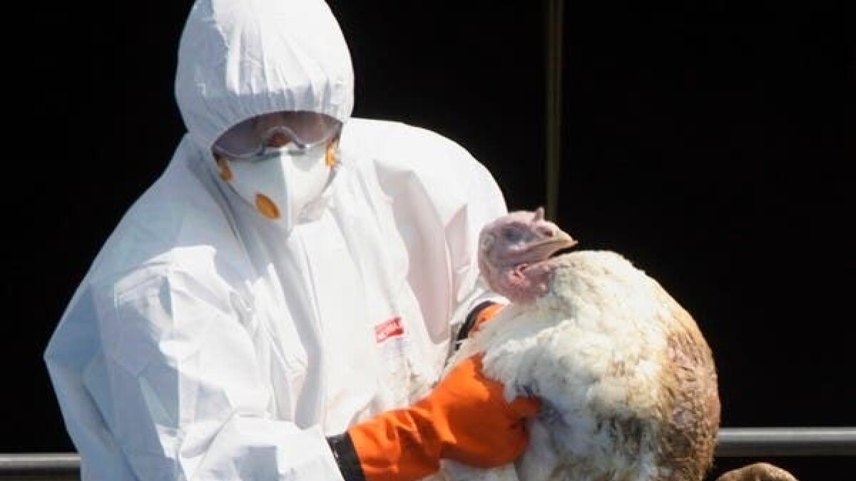 H7N3, bird flu, poultry
