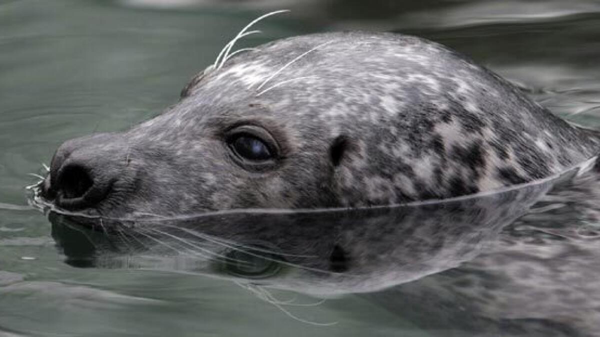 Tags on fish may act as ‘dinner bell’ for seals: Study