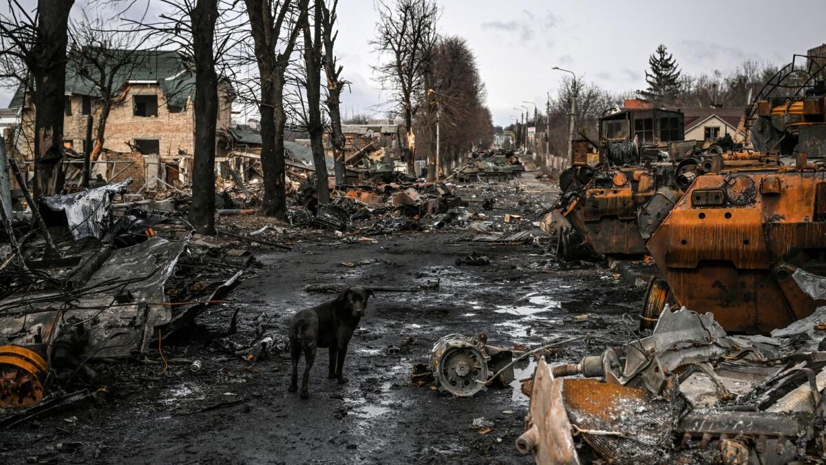 A dog stands between destroyed Russian armored vehicles in the city of Bucha, west of Kyiv, on March 4, 2022. WorldPhoto: AFP