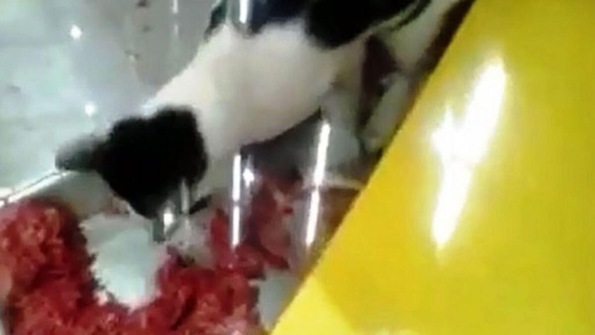 UAQ supermarket shut for letting a cat inside fridge