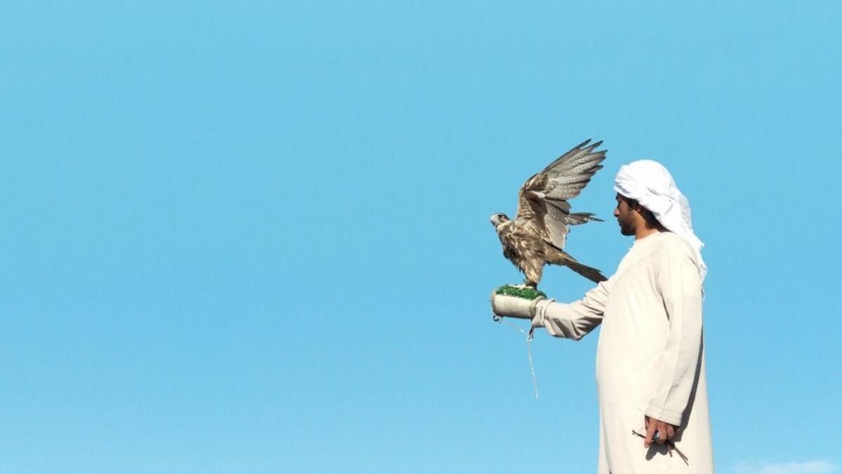 Dh20m falconry contest all set to begin next week