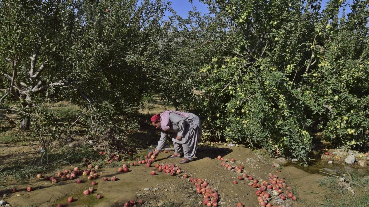 farmer collects apples beside damaged trees caused floodwaters due heavy monsoon rains, at an orchard in Hanna Urak near Quetta. — AP file