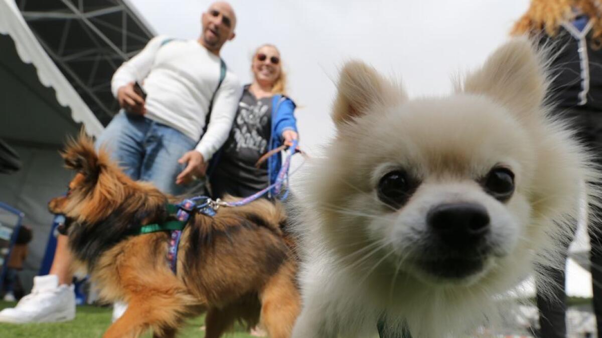 Dog owners call for more walking areas in Abu Dhabi