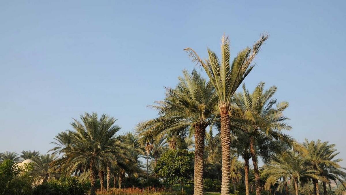 Select residents, allowed, free entry, Dubai parks, Dubai Municipality, Omani visitors, 49 National Day of Oman