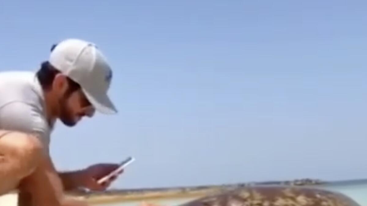 Video: Sheikh Hamdan rescues a turtle stuck at the beach