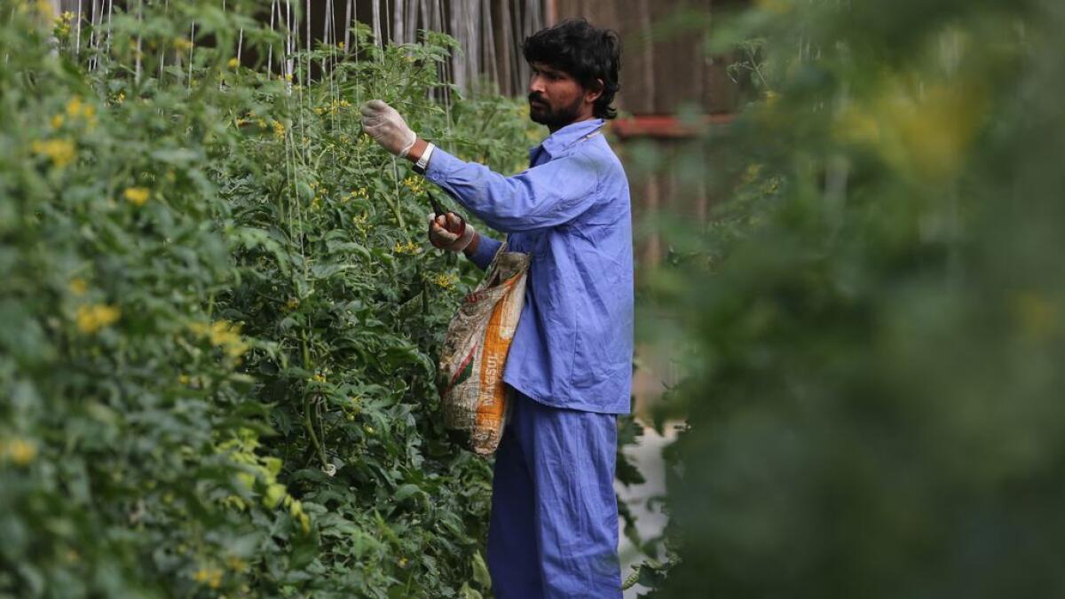 A worker checks the tomato plants during a farm tour in Abu Dhabi. -Photo By Ryan Lim/ Khaleej Times